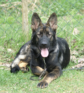 Queen-060407a_s Queen-060407a_s