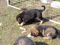 R-Wurf_060404_s R-Wurf_060404_s