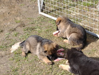 R-Wurf_060404a_s R-Wurf_060404a_s