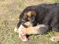 R-Wurf_060404d._s R-Wurf_060404d._s