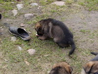 R-Wurf_060404g_s R-Wurf_060404g_s