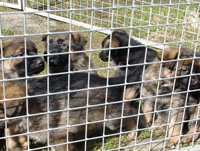 R-Wurf_060404h_s R-Wurf_060404h_s