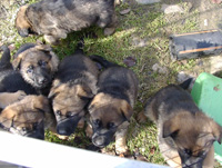 R-Wurf_060404i_s R-Wurf_060404i_s