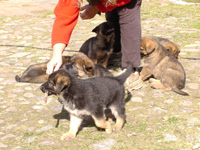 R-Wurf_060409a_s R-Wurf_060409a_s