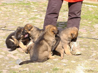 R-Wurf_060409e_s R-Wurf_060409e_s