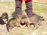 R-Wurf_060409fS R-Wurf_060409fS