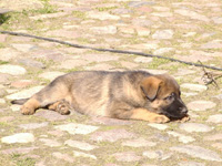 R-Wurf_060409g_s R-Wurf_060409g_s