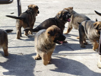 R-Wurf_060409h_s R-Wurf_060409h_s