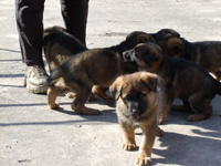 R-Wurf_060409i_s R-Wurf_060409i_s