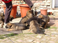 R-Wurf_060409j_s R-Wurf_060409j_s