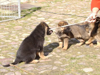 R-Wurf_060409l_s R-Wurf_060409l_s