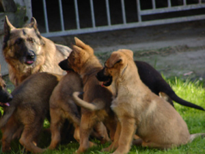 R-Wurf_060510d_s R-Wurf_060510d_s