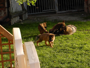 R-Wurf_060510k_s R-Wurf_060510k_s