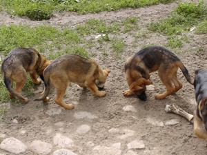 R-Wurf_060604a_s R-Wurf_060604a_s