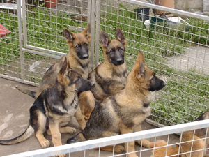 R-Wurf_060604b_s R-Wurf_060604b_s