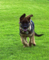 Ramses20060529_1s Ramses20060529_1s