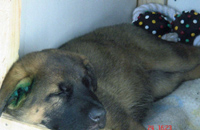 ramses20060529_4s ramses20060529_4s